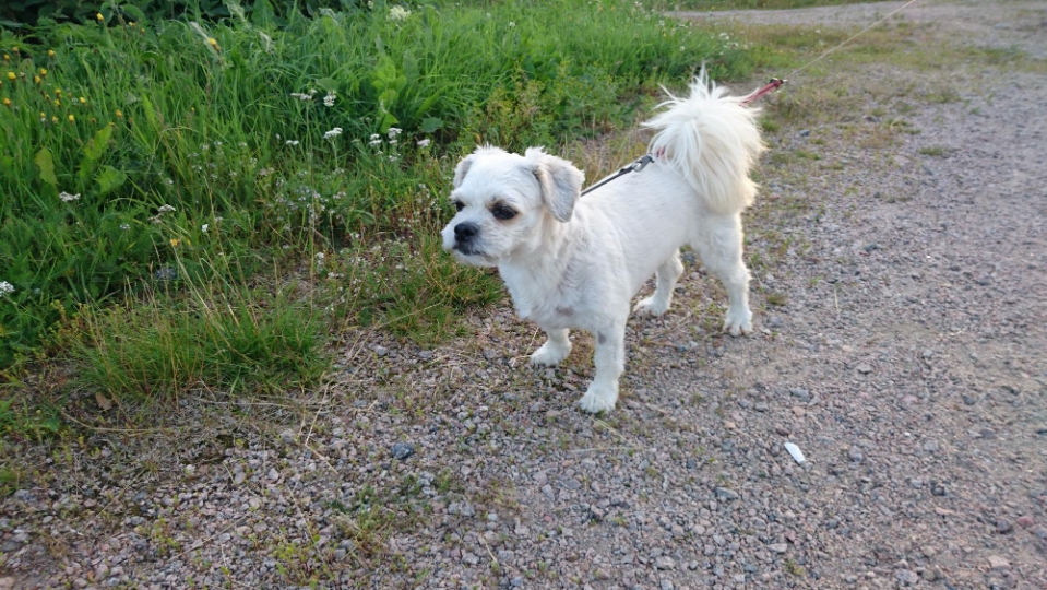 텔로펫,텔로펫 체험사례,텔로유스 반려동물 영양제,텔로펫 영양제,텔로펫 강아지 영양제,텔로펫 고양이 영양제,텔로펫 반려동물 영양제,미국 텔로펫,한국 텔로펫,11.jpg