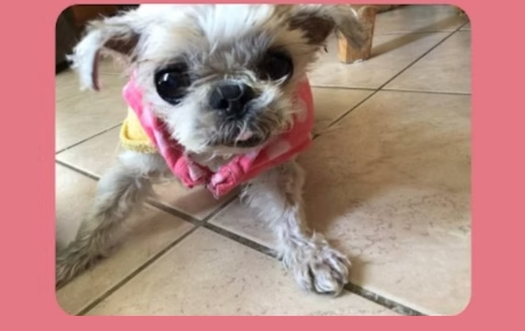 텔로펫,텔로펫 체험사례,텔로유스 반려동물 영양제,텔로펫 영양제,텔로펫 강아지 영양제,텔로펫 고양이 영양제,텔로펫 반려동물 영양제,미국 텔로펫,한국 텔로펫,06.jpg