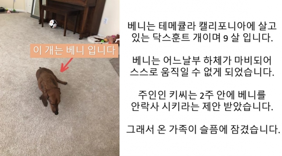 텔로펫,텔로펫 체험사례,텔로유스 반려동물 영양제,텔로펫 영양제,텔로펫 강아지 영양제,텔로펫 고양이 영양제,텔로펫 반려동물 영양제,미국 텔로펫,한국 텔로펫,05.jpg