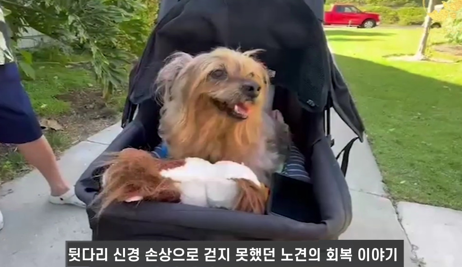 텔로펫,텔로펫 체험사례,텔로유스 반려동물 영양제,텔로펫 영양제,텔로펫 강아지 영양제,텔로펫 고양이 영양제,텔로펫 반려동물 영양제,미국 텔로펫,한국 텔로펫,03.jpg