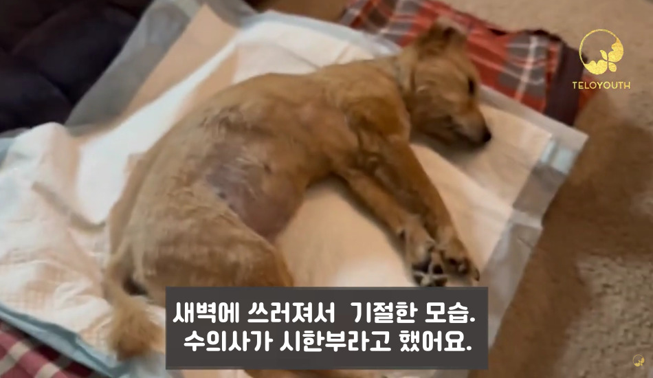 텔로펫,텔로펫 체험사례,텔로유스 반려동물 영양제,텔로펫 영양제,텔로펫 강아지 영양제,텔로펫 고양이 영양제,텔로펫 반려동물 영양제,미국 텔로펫,한국 텔로펫,02.jpg