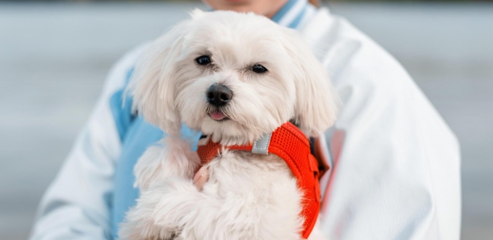 텔로펫,텔로펫 체험사례,텔로유스 반려동물 영양제,텔로펫 영양제,텔로펫 강아지 영양제,텔로펫 고양이 영양제,텔로펫 반려동물 영양제,미국 텔로펫,한국 텔로펫,25.jpg