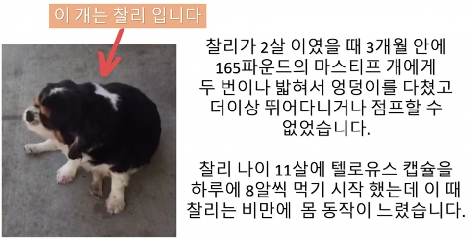 텔로펫,텔로펫 체험사례,텔로유스 반려동물 영양제,텔로펫 영양제,텔로펫 강아지 영양제,텔로펫 고양이 영양제,텔로펫 반려동물 영양제,미국 텔로펫,한국 텔로펫,12.jpg